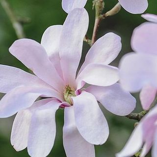 Magnolia stellata 'Rosea'