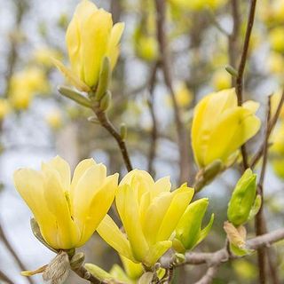 Magnolia x brooklynensis 'Yellow Bird'