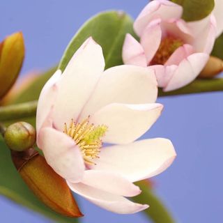 Magnolia Fairy Blush