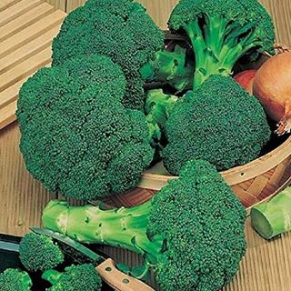 Graines de brocoli