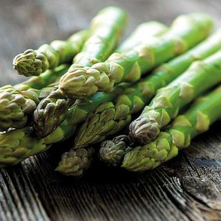 Asperges officinalis 'Mondeo'