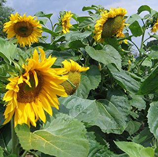 Graines de tournesol