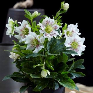 Φυτό Helleborus orientalis Γεια Γεια Μαργαριτάρι