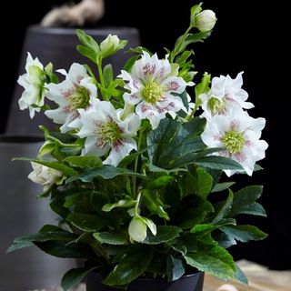 Helleborus orientalis צמח שלום פנינה