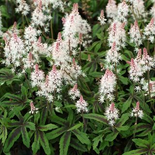 Tiarella cordifolia