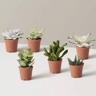 Assortiment de succulentes