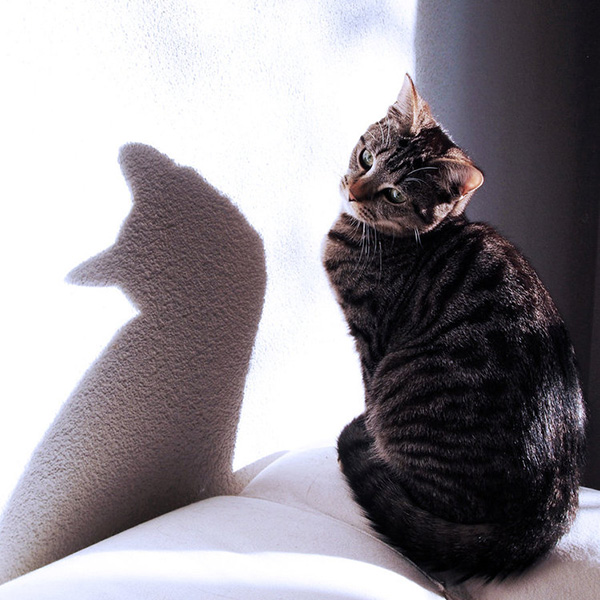 Feline Shadow