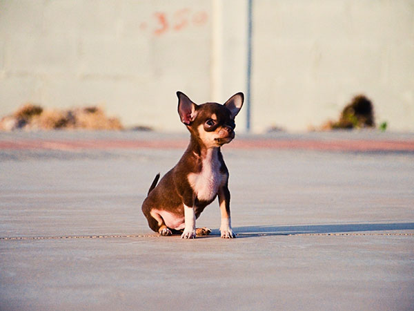 Chocolatey Chihuahua