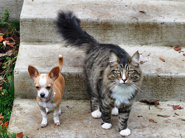 Chat Et Chihuahua