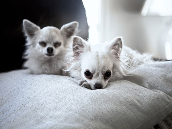 Chihuahuas blancs