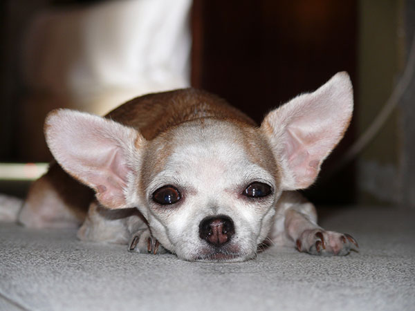 Chihuahua au repos