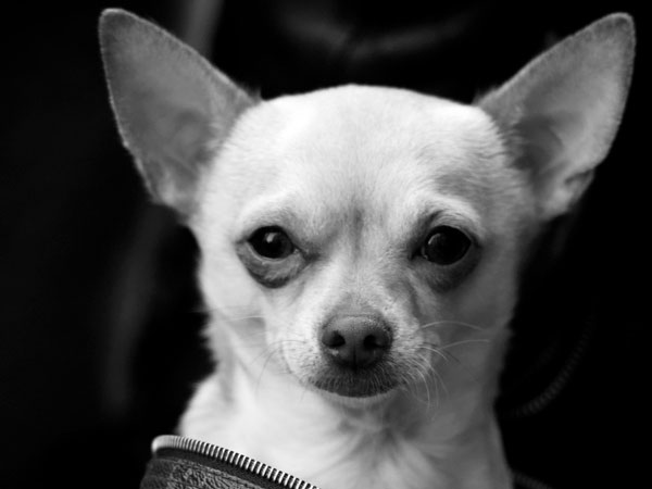 Chihuahua noir et blanc