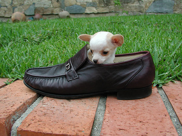 Chaussure Chihuahua