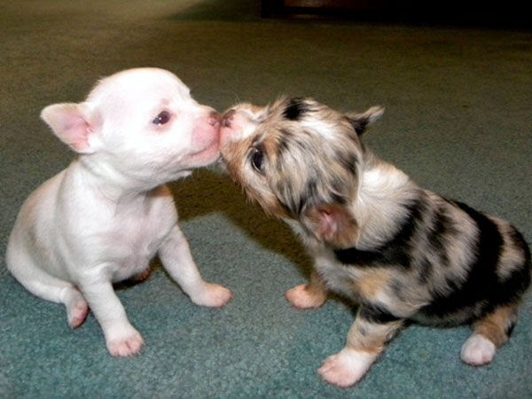 Chihuahua Smooch