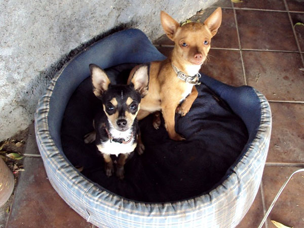Chihuahuas accueillants