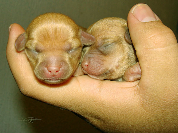 Chihuahua chiots