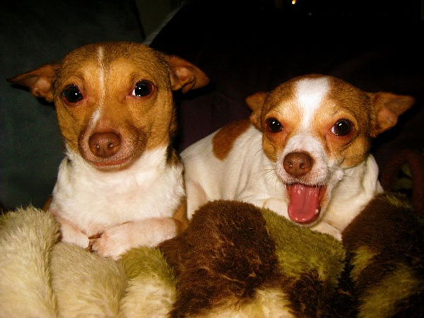 Chihuahuas bruns