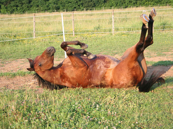 Grass Love Funny Horse