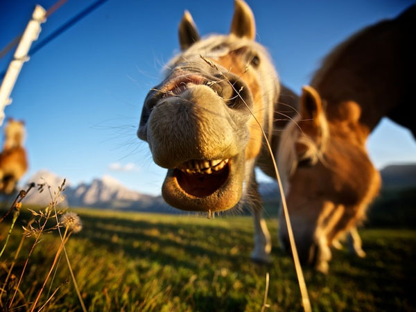 Visage de cheval amusant