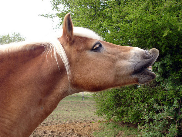 Profil de cheval