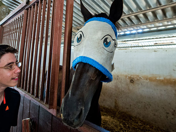 Visage de dessin animé drôle de cheval