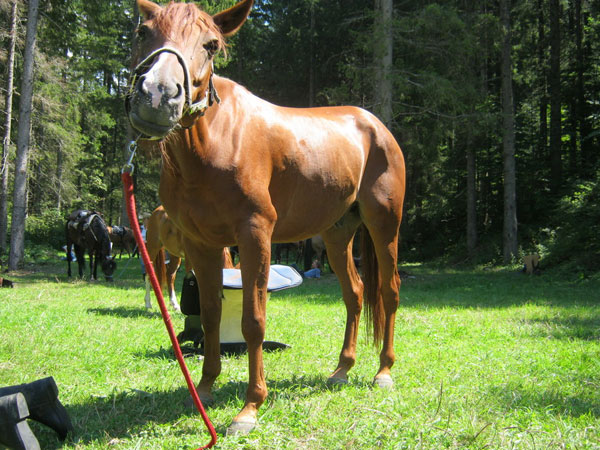 Cheval d'amusement naturel