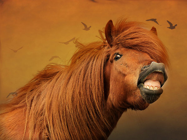 Dents de cheval marron