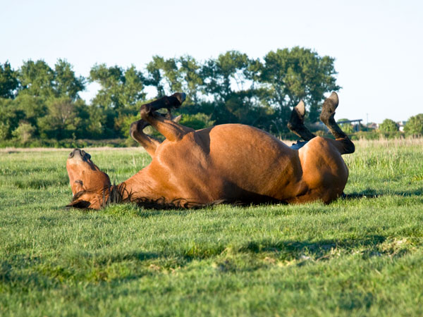 Temps de cheval amusant