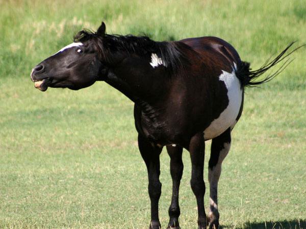 Cheval de café noir