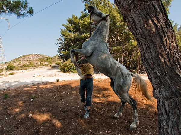 Cheval de chargeur