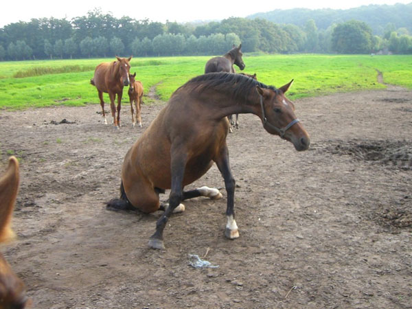 Vallée des chevaux