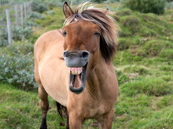 Le cheval heureux