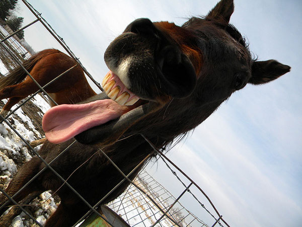 Langue de cheval drôle