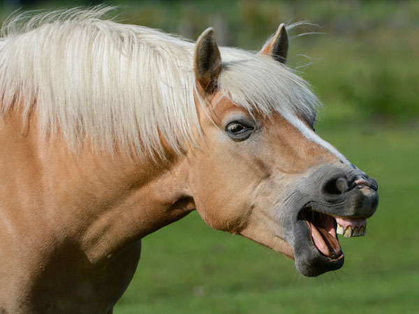 סוס צוחק