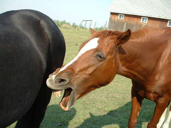 Toothy Horse