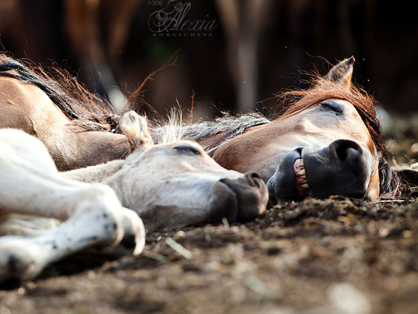 Chevaux endormis