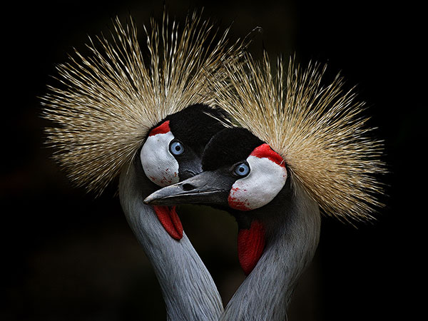 Angry Birds faisant l'amour en forme