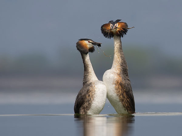 Un oiseau drôle offrant un cadeau de brindille