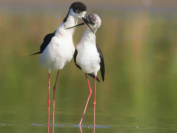 L'amour entre les oiseaux blancs