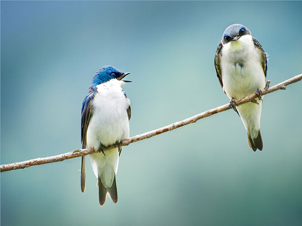 Couple d'oiseaux se disputant une image drôle