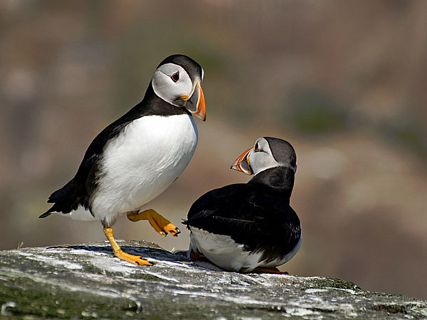 Couple d'oiseaux discutant de quelque chose de sérieux