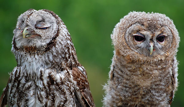 Chouette couple faisant des grimaces