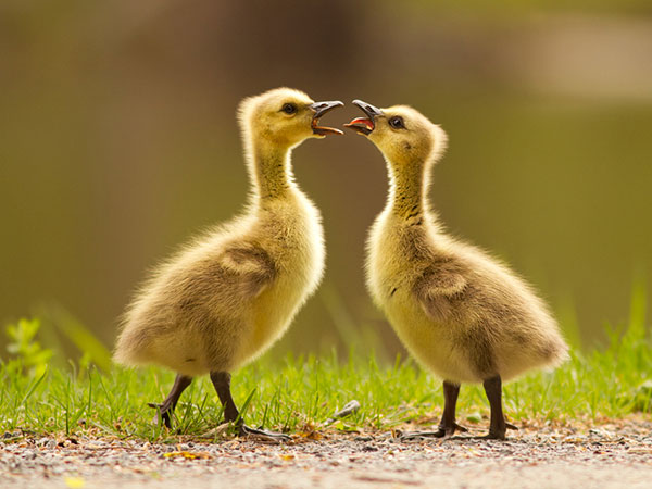 Petits canetons ayant une conversation