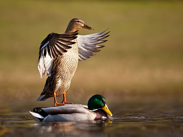 Canard drôle d'acrobate