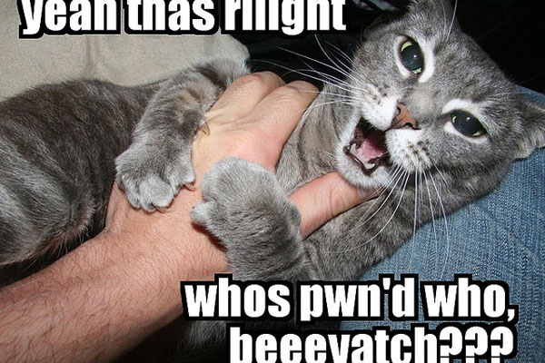 Meme חתול מצחיק
