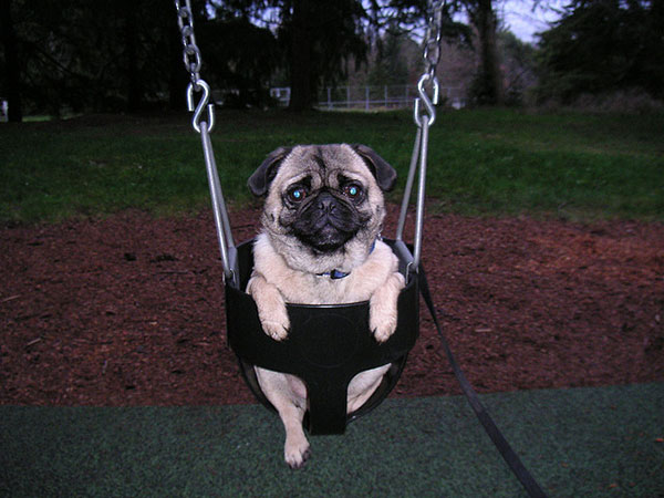 Funny On The Swing