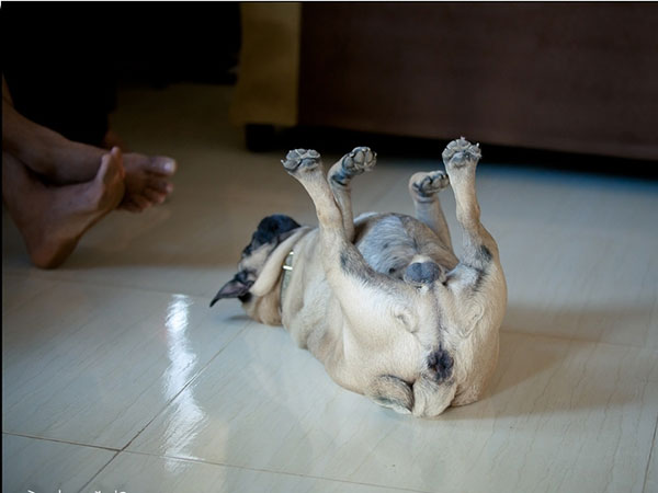 Rolling Pug