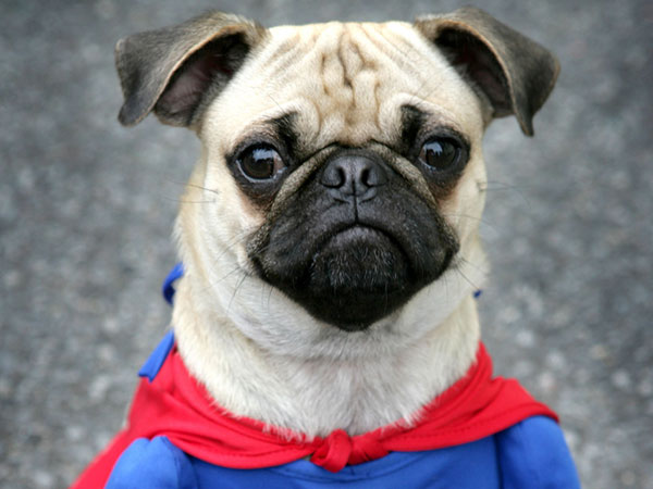 Superduper Looper Pug