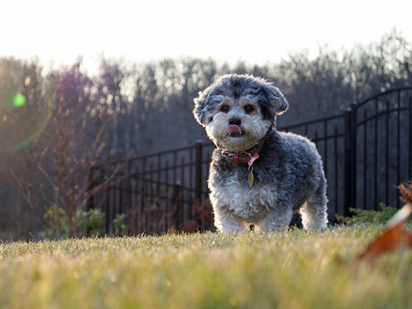 Photo de poo yorkie langue sortie