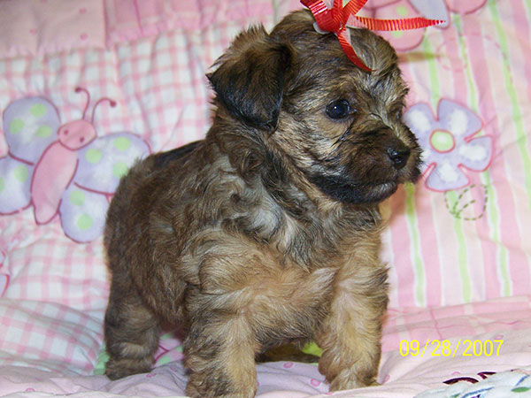 Γλυκιά Yorkie Poo